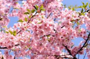 0327桜満開